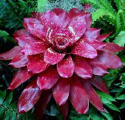 koyu kırmızı çiçek Bromeliad (Neoregelia) Ev bitkileri fotoğraf