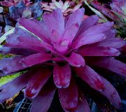 пурпурен Цвете Bromeliad (Neoregelia) Стайни растения снимка