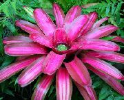 pink Flower Bromeliad (Neoregelia) Houseplants photo