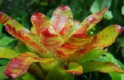 oranžinis žiedas Bromeliad (Neoregelia) Kambariniai augalai nuotrauka