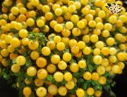 жълт Цвете Топчета За Растителна (nertera) Стайни растения снимка