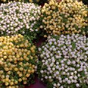 თეთრი ყვავილების მძივი ქარხანა (nertera)  ფოტო