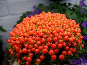 punainen Kukka Helmi Kasvi (nertera)  kuva