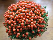 orange Flower Bead Plant (nertera)  photo