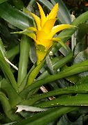 keltainen Kukka Nidularium  Huonekasvit kuva