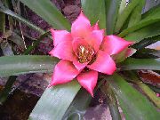 vaaleanpunainen Kukka Nidularium  Huonekasvit kuva