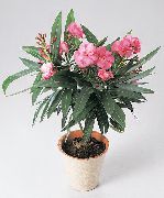 bándearg Bláth Rós Bhá, Oleander (Nerium oleander) Phlandaí tí grianghraf