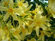 dzeltens Zieds Roze Bay, Oleandrs (Nerium oleander) Telpaugi foto