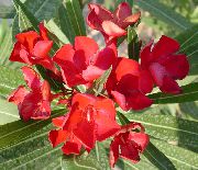 赤 フラワー ローズベイ、セイヨウキョウチクトウ (Nerium oleander) 観葉植物 フォト