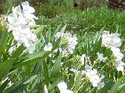 белы Кветка Олеандр (Nerium oleander) Пакаёвыя расліны фота
