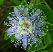 lichtblauw Passiebloem (Passiflora) Kamerplanten foto