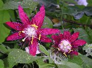 jak wino Kwiat Passiflory (Ctrastotsvet, Cavaliers Gwiazdki) (Passiflora) Rośliny domowe zdjęcie