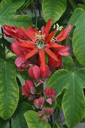 赤 フラワー トケイソウ (Passiflora) 観葉植物 フォト