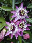 lilac Bláth Paisean (Passiflora) Phlandaí tí grianghraf