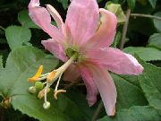 roze Passiebloem (Passiflora) Kamerplanten foto