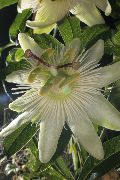 бял Цвете Пасифлора (Passiflora) Стайни растения снимка