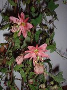 pink Passionsblomst (Passiflora) Stueplanter foto