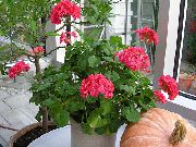 vermelho Flor Geranium (Pelargonium) Plantas de Casa foto