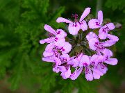 flieder Blume Geranie (Pelargonium) Zimmerpflanzen foto