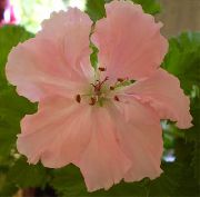 roosa Lill Geraanium (Pelargonium) Toataimed foto