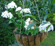 vit Blomma Pelargon (Pelargonium) Krukväxter foto