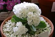 bílá Květina Primula, Auricula  Pokojové rostliny fotografie
