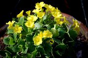 Primula, Градинска Иглика С Гладки Листа Цвете жълт