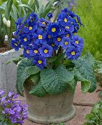 modrý Květina Primula, Auricula  Pokojové rostliny fotografie