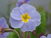 šviesiai mėlynas žiedas Primula, Auricula  Kambariniai augalai nuotrauka