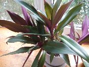 púrpura Flor Rhoeo Tradescantia  Plantas de interior foto