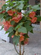 roz Floare Arțar Înflorire, Arțar Plângând, Lanternă Chineză (Abutilon) Oală Planta fotografie