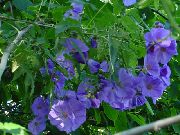 svijetloplava Cvijet Cvatnje Javor, Javor Plačući, Jagodice (Abutilon) Biljka u Saksiji foto