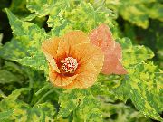 Floraison Érable, Pleurs, Lanterne Chinoise Fleur orange