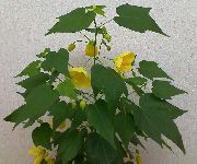 żółty Kwiat Abutilon (Klon Pokój)  Rośliny domowe zdjęcie