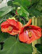 roșu Floare Arțar Înflorire, Arțar Plângând, Lanternă Chineză (Abutilon) Oală Planta fotografie