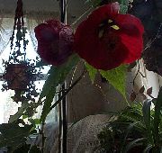vin roșu Floare Arțar Înflorire, Arțar Plângând, Lanternă Chineză (Abutilon) Oală Planta fotografie