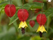 červená Květina Kvetoucí Javor, Pláč Javor, Lampion (Abutilon) Pokojové rostliny fotografie