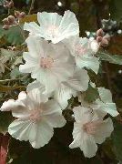 weiß Blume Blühende Ahorn, Ahorn Weinen, Chinesische Laterne (Abutilon) Zimmerpflanzen foto