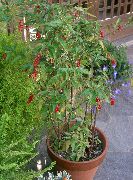 rosa Flor Bloodberry, Rouge Plant, Baby Pepper, pigeonberry, Coralito (Rivina) Plantas de Casa foto