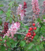 pink Blomst Plum, Rouge Plante, Baby Peber, Pigeonberry, Coralito (Rivina)  foto