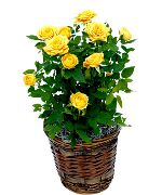 amarillo Flor Rosa (Rose) Plantas de interior foto