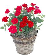 crvena Cvijet Ruža (Rose) Biljka u Saksiji foto