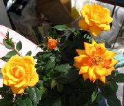 apelsin Blomma Rose  Krukväxter foto