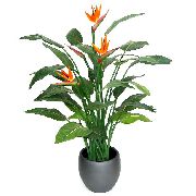 オレンジ フラワー 楽園の鳥、クレーンの花、stelitzia (Strelitzia reginae) 観葉植物 フォト
