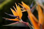 orange Paradiesvogel Kran Blumen Stelitzia (Strelitzia reginae) Zimmerpflanzen foto