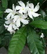 valkoinen Kukka Tabernaemontana, Banaani Bush  Huonekasvit kuva