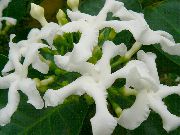 bijela Cvijet Tabernaemontana, Banana Bush  Biljka u Saksiji foto