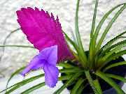 šeřík Květina Tillandsia  Pokojové rostliny fotografie