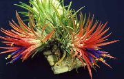 红 花 铁兰 (Tillandsia) 室内植物 照片