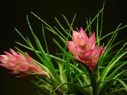 ροζ λουλούδι Tillandsia  φυτά εσωτερικού χώρου φωτογραφία